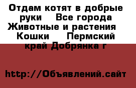 Отдам котят в добрые руки. - Все города Животные и растения » Кошки   . Пермский край,Добрянка г.